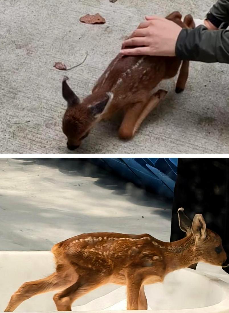 香港六合彩开奖记录